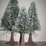 5175-6NorwayTrees